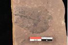 Foto (Detailsansicht) von Quercus palaeoilex Ettingshausen (NHMW-GEO-2024-0188-0956)